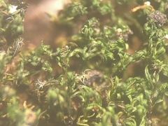 Gymnostomum aeruginosum