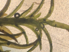 Gymnostomum aeruginosum