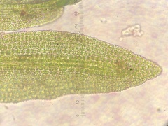 Gymnostomum aeruginosum