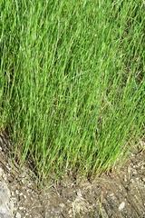 Cyperus malaccensis malaccensis