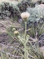 Cirsium canescens