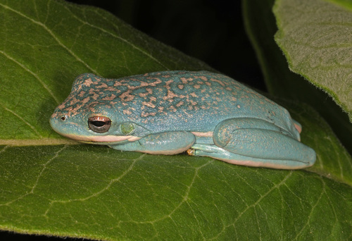 Green Treefrog photographed in Maryland