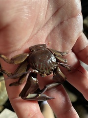 Petrolisthes tuberculosus