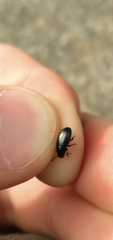 Blapstinus discolor
