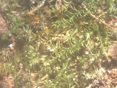 Campylophyllopsis hispidula