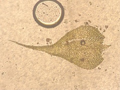 Campylophyllopsis hispidula