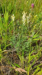 Astragalus zingeri