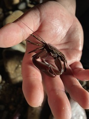 Petrolisthes tuberculosus