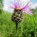 Greater Knapweed - Photo AnRo0002, no known copyright restrictions (public domain)