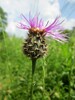 Greater Knapweed - Photo AnRo0002, no known copyright restrictions (public domain)