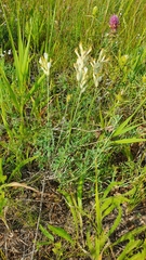 Astragalus zingeri