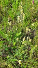 Astragalus zingeri