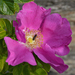 Rosa rugosa - Photo (c) Ryan Hodnett,  זכויות יוצרים חלקיות (CC BY-SA)