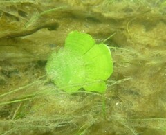 Udotea flabellum