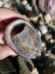 Concholepas concholepas