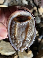 Concholepas concholepas