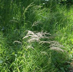 Calamagrostis varia