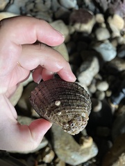 Concholepas concholepas