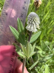 Trifolium eriocephalum