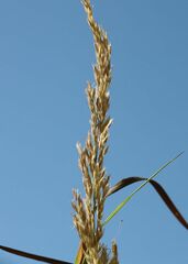 Calamagrostis varia