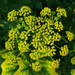 Wild Parsnip - Photo (c) H. Zell, some rights reserved (CC BY-SA)
