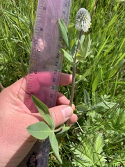Trifolium eriocephalum