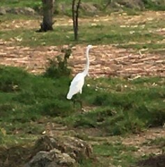 Ardea alba