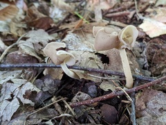 Helvella levis