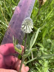 Trifolium eriocephalum