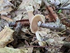 Helvella levis