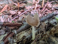 Helvella levis