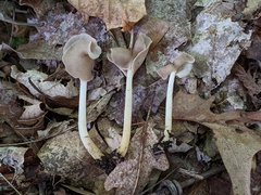 Helvella levis