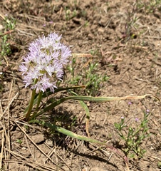 Allium lemmonii