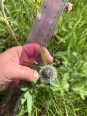 Trifolium eriocephalum