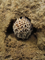 Leucoagaricus gongylophorus