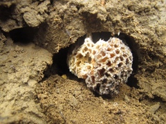 Leucoagaricus gongylophorus
