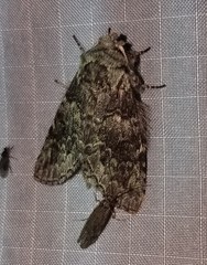 Macrurocampa marthesia