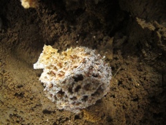 Leucoagaricus gongylophorus
