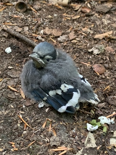 Blue Jay photographed in New Hampshire