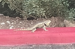 Sceloporus magister