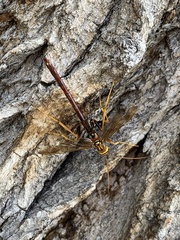 Megarhyssa macrurus icterosticta
