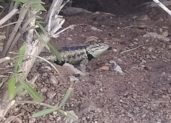 Sceloporus magister