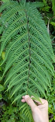 Pseudophegopteris hirtirachis