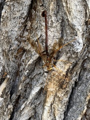 Megarhyssa macrurus icterosticta