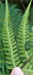 Pseudophegopteris hirtirachis