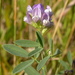 Alfalfa Berdiana - Photo (c) Matt Lavin, algunos derechos reservados (CC BY-SA)