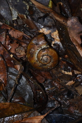 Aperostoma cingulatum