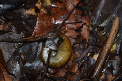 Aperostoma cingulatum