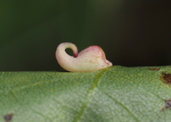 Caryomyia recurvata