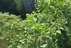 Varronia multispicata